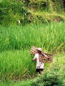 Lombok Ricefield